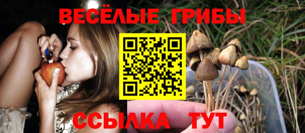 Галлюциногенные грибы Psilocybe Алексеевка